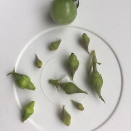 画像 ニューウェーブの摘蕾 の記事より 1つ目