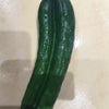 きゅうりの画像