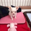 アニマルコミュニケーション。の画像