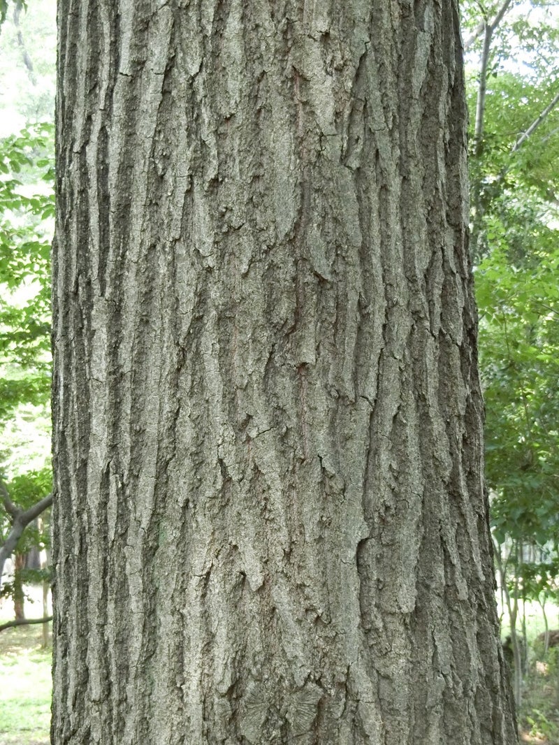 コナラ Quercusのブログ
