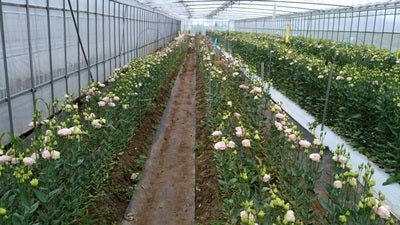 トルコギキョウ の収穫で次のステージへ 春夏秋冬いつもそよ風 トルコギキョウ の収穫で次のステージへ 春夏秋冬いつもそよ風