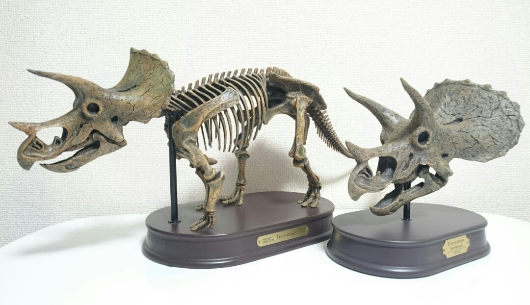 トリケラトプス 最高峰 スケルトンモデル恐竜グッズ（骨格フィギュア 