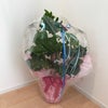 観葉植物の画像