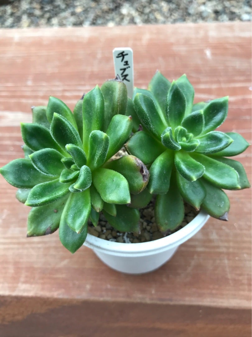 3寸プラ鉢に植えている多肉 | 四十郎の多肉ブログ