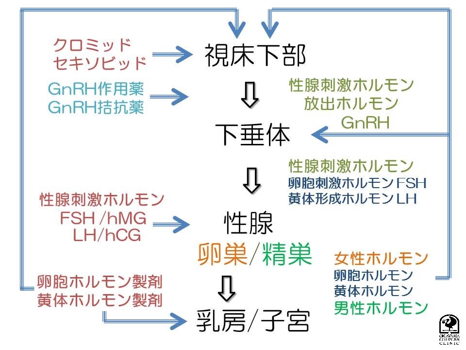 排卵誘発剤 Fsh Hmg注射 岡山二人クリニック
