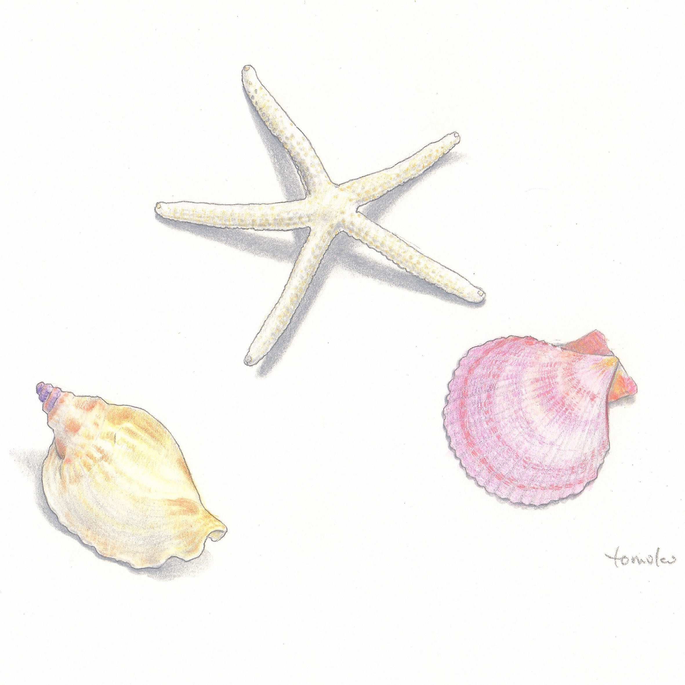 貝殻とヒトデ 色鉛筆で描く はじめての植物画