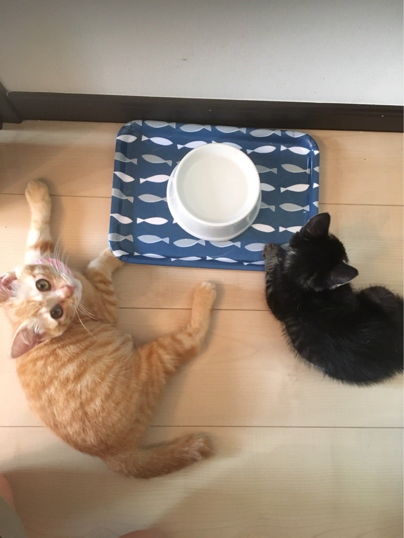 保護から2週間のチョコと1週間のモカの記事画像