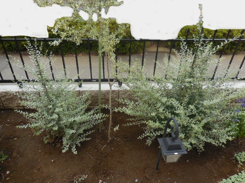 アプローチ植栽の成長記録 シルバープリペット Berry ｓ Garden