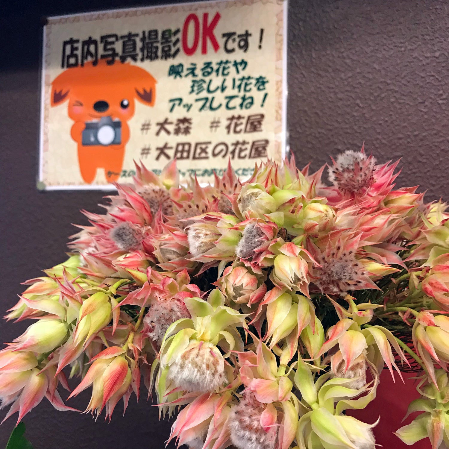 店内撮影okです 大森の花屋 大花園の花ログ