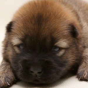 チャウチャウのブリーダー子犬販売18年6月生まれ ドッグリアンのブログ