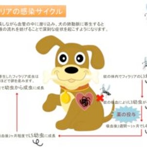 犬の蚊予防-犬と蚊の危険な関係-の画像
