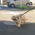小花さんトライアルに出発❗️お散歩練習を開始したワンコ達☀️(18日の様子)の記事より