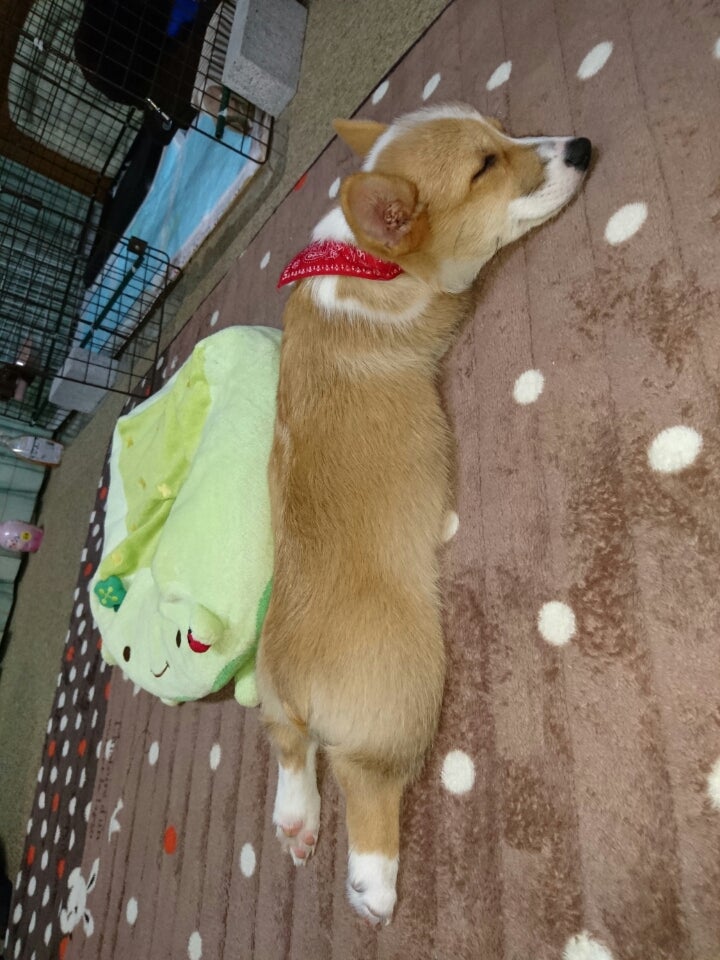 可愛い短足ちゃん まりりんママ