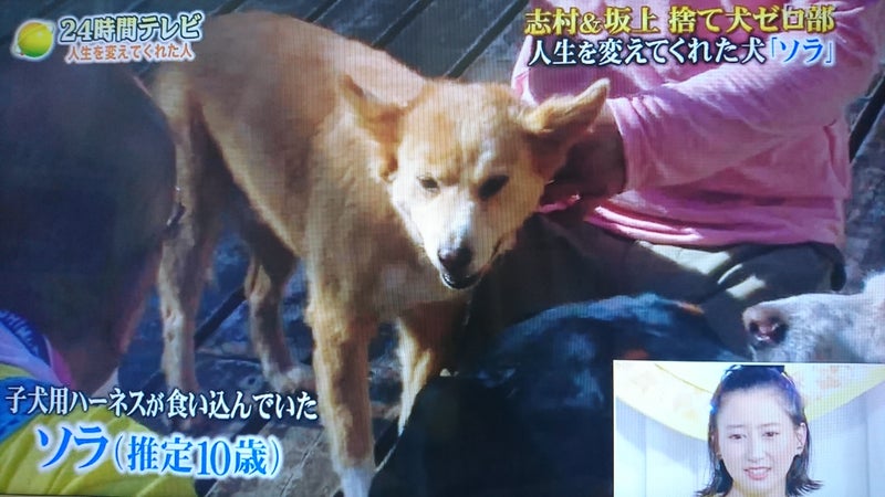 24時間テレビ 捨て犬ゼロ部 Himenohitomiのブログ