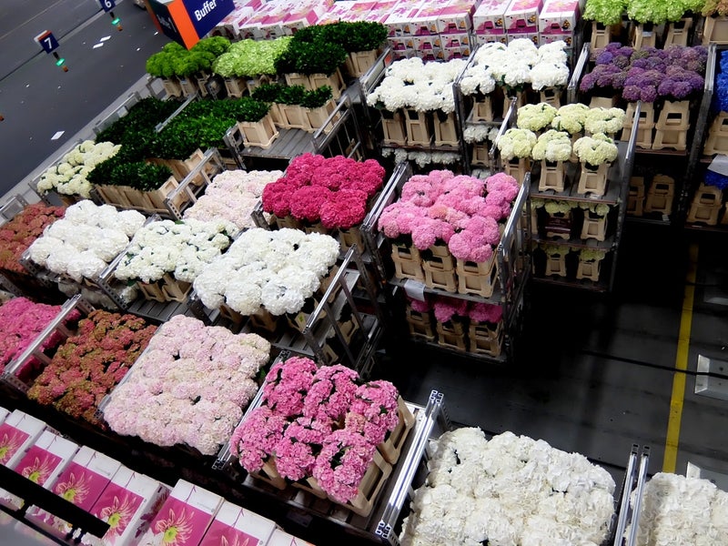 オランダ 世界最大の花市場アールスメール 海外旅行大好き 目指せ５０カ国
