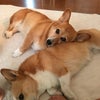 枕の画像