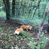 サムの画像