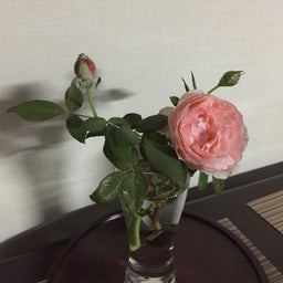 画像 それらしく咲いたメルヘンツァウバー の記事より 2つ目