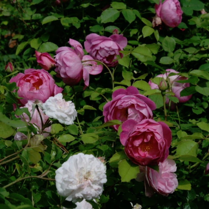 コロコロ カップ咲き のバラ 天空のバラ園 Celestial Roses