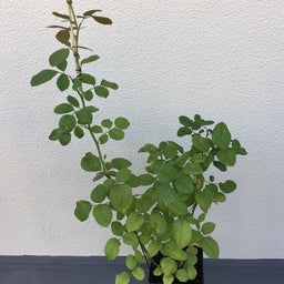 画像 新苗、その後の２種 の記事より 2つ目
