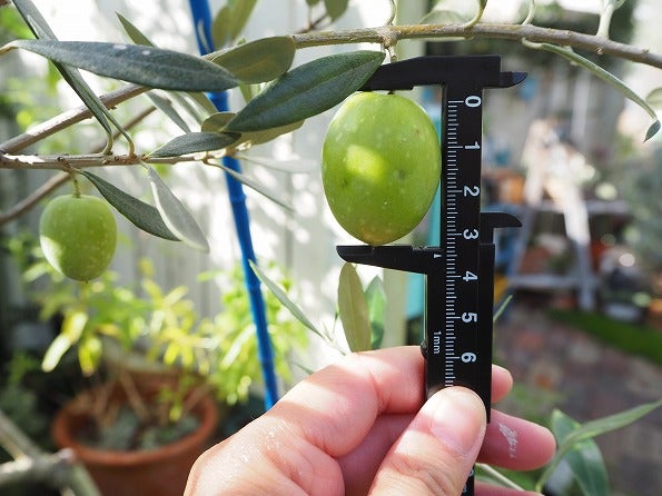 オリーブの実の大きさ選手権２０１８ Olivegardening With Succulent