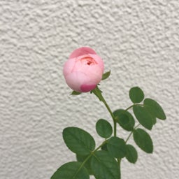 画像 夢あかり の記事より 3つ目