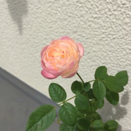 画像 夢あかり の記事より 4つ目