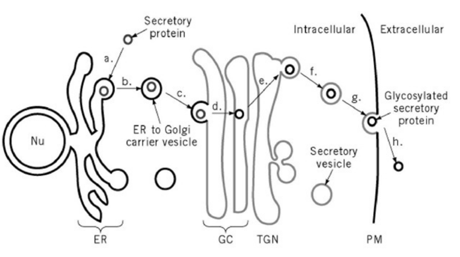 STPM Biology:2.2 Cellular Componentsの記事画像