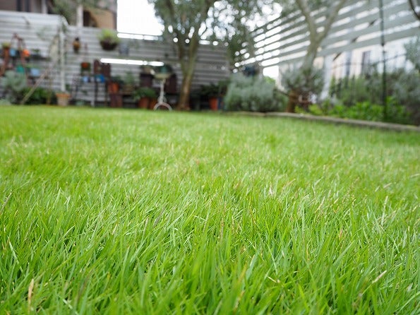 秋は芝張りシーズン 芝生の選択肢は Olivegardening With Succulent