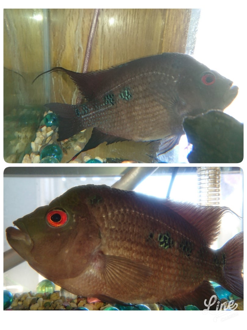 家のお魚さん | うちなータイムで～なんくるないさ～