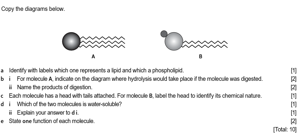 STPM Biology:1.3 Lipids (Structured Question)の記事画像