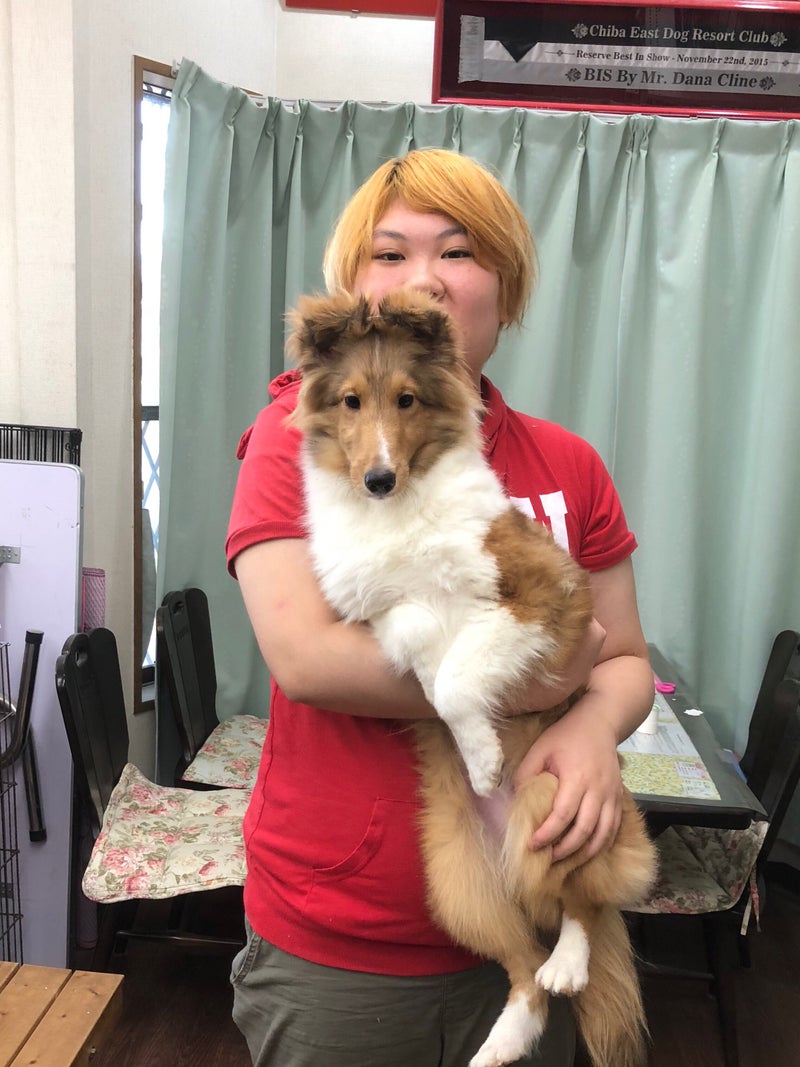 シェルティ セーブルの男の子。 シェルティ(シェットランドシープドッグ)ブリーダーが子犬を販売している大阪・関西