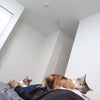 毛づくろい中の2匹の画像