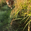 あさんぽの画像