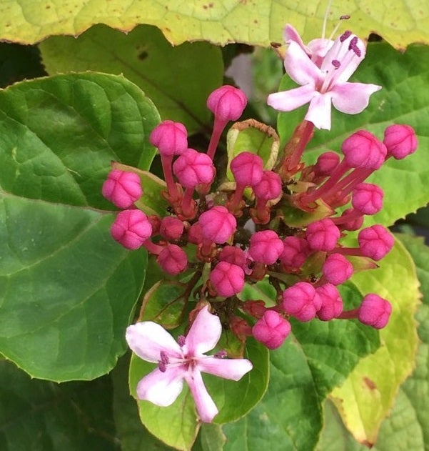集まって咲くピンクの花 集合 Coralgreen6のブログ