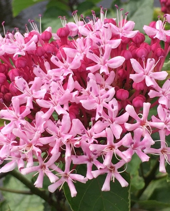 集まって咲くピンクの花 集合 Coralgreen6のブログ