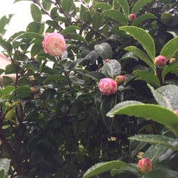 画像 帰宅と台風対策 の記事より 3つ目