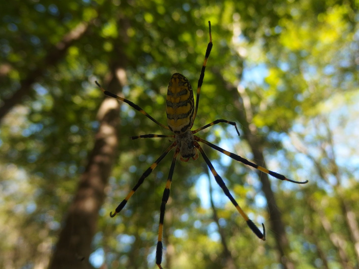 クモの糸は 黄色い からむし堂のブログ