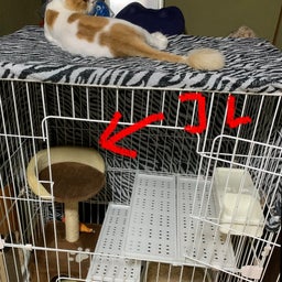 画像 やっぱり猫は綺麗好き？ の記事より 3つ目