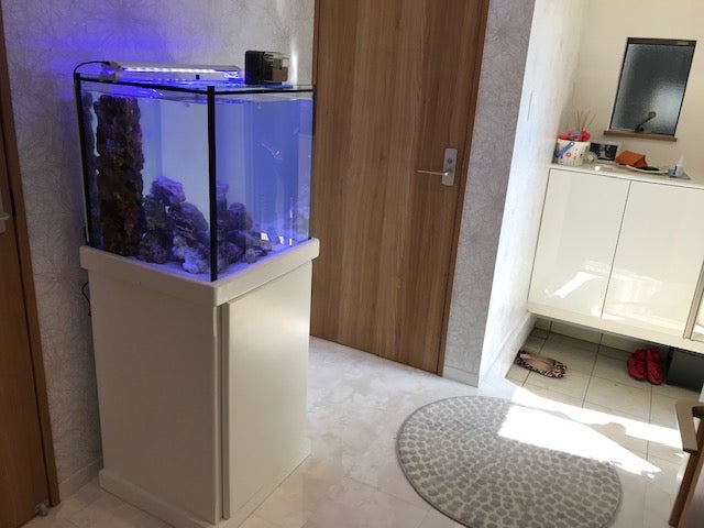 新規水槽設置 おしゃれは玄関から Aqua Produce Sai 彩 スタッフブログ