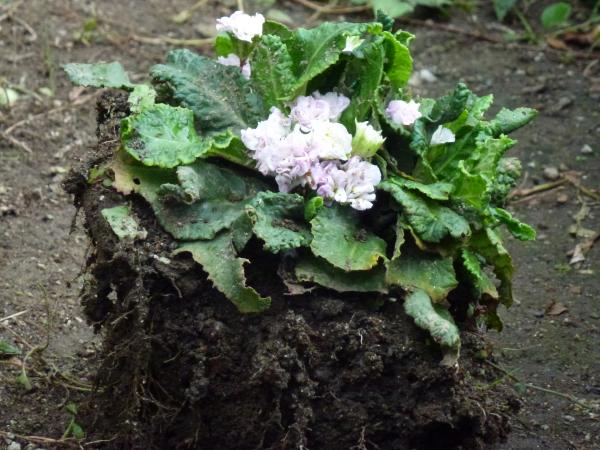 夏越しのプリムラ ベラリーナ 根が深いのでびっくりぽん 四季折々の花咲き グリーン