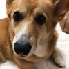 アップの画像