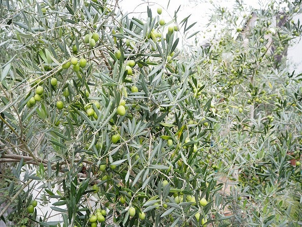 オリーブをお迎えするならマストバイの品種はこれ Olivegardening With Succulent