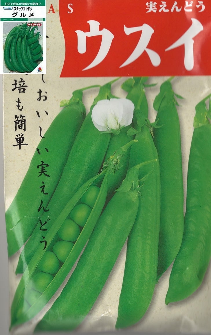 エンドウ3弟妹種蒔きしました Kazuちゃんのお米作りと気ままな菜園日誌