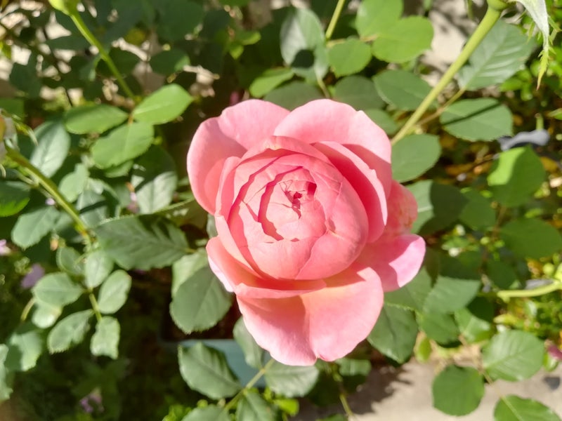 蕾がいっぱいのボスコベル Keikomamaの薔薇とハナ