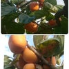 柿の収穫 終盤の画像