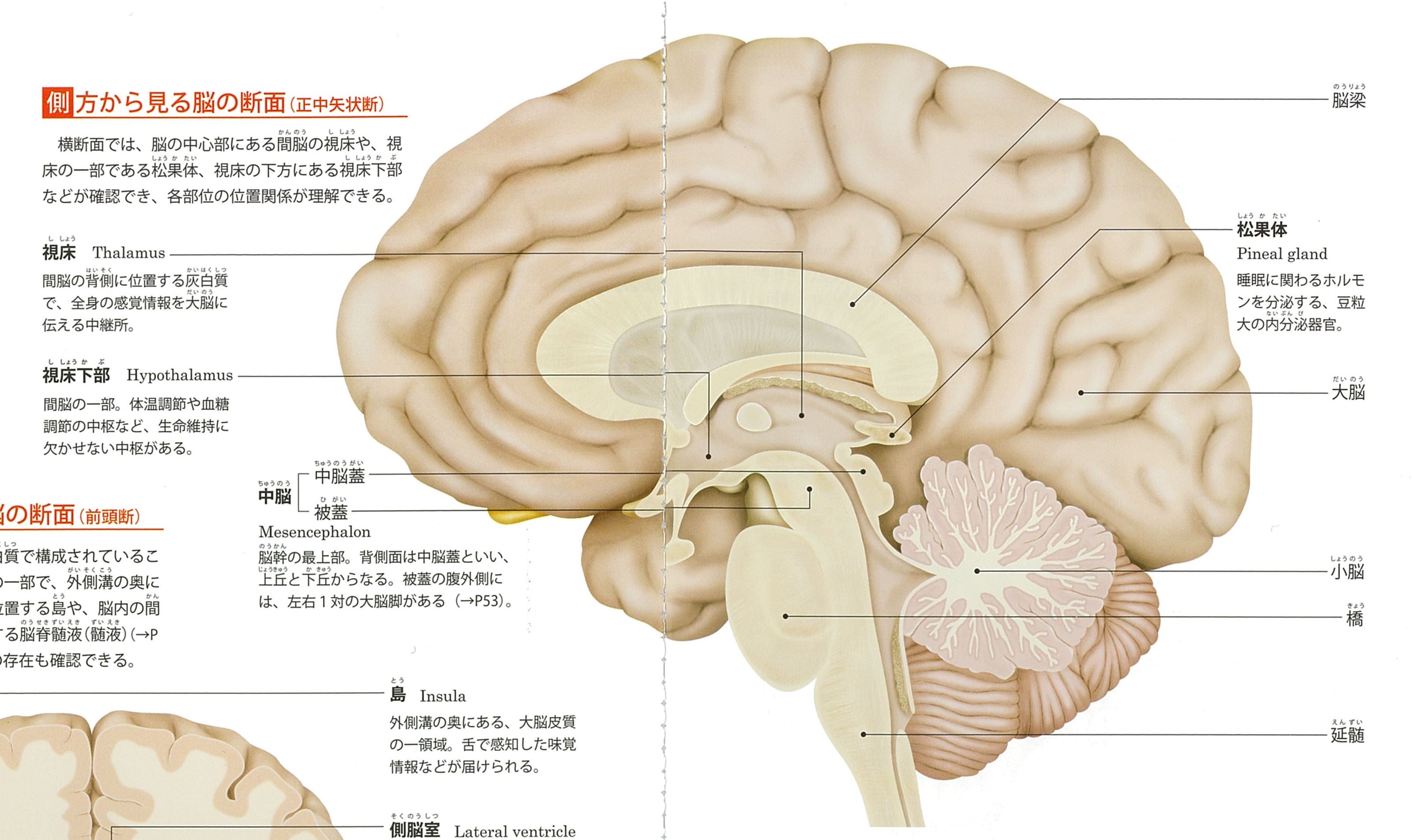 大脳縦裂とは サイエンスの人気 最新記事を集めました はてな