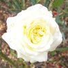 暖かい午前中の日差しを浴びてクリーム色のバラが咲いております。｜庭に咲く料理教室に飾る季節の花の画像