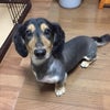 ウチの犬のトリミング代は5000円の画像