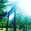 【出雲国・出雲大社さま】の画像